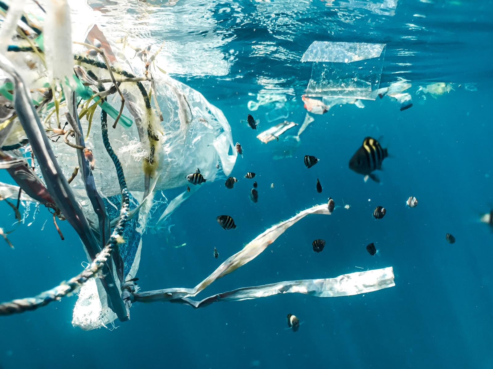 La Vita Sulle Isole Di Plastica | Scienza In Rete