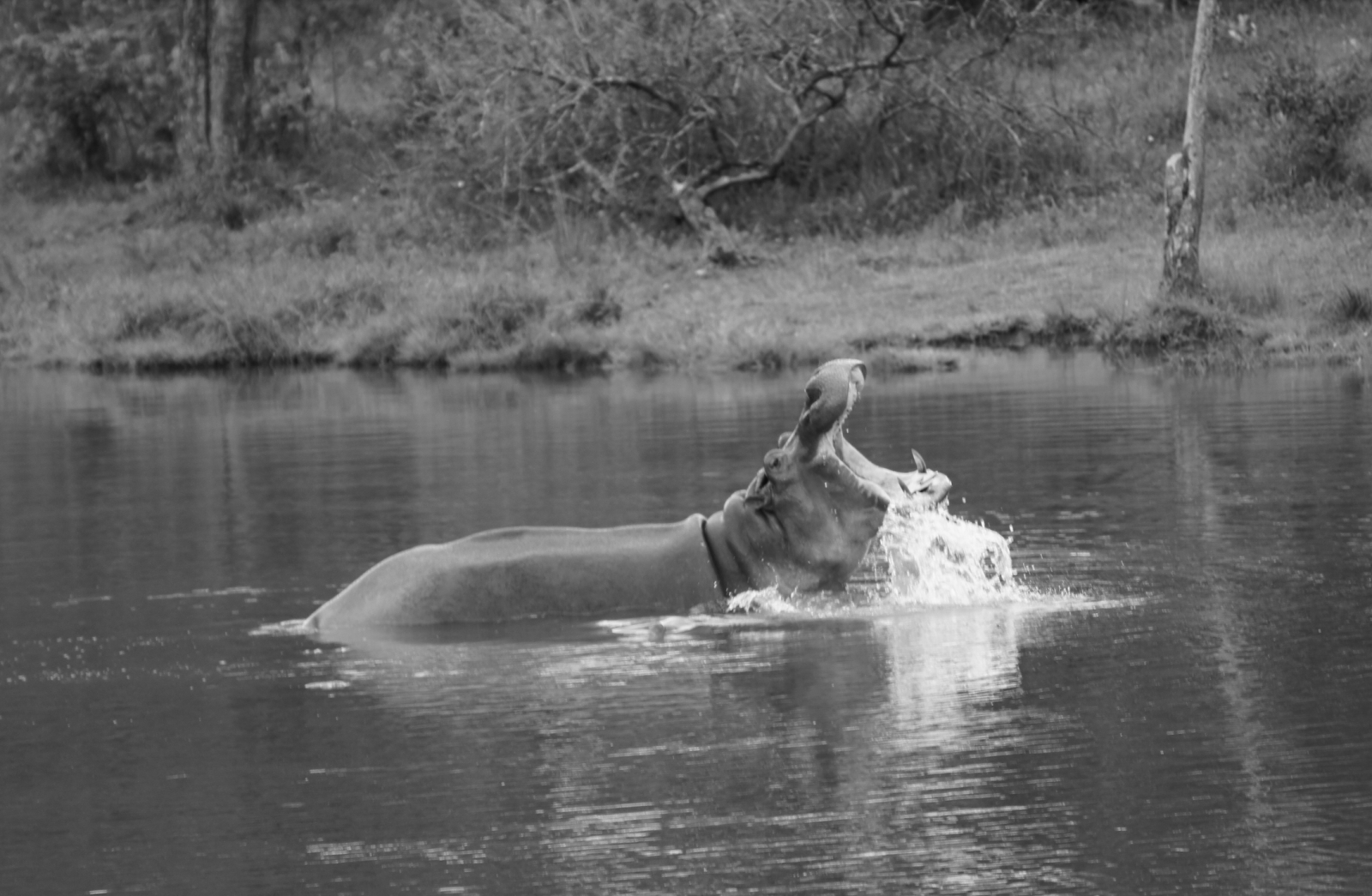 Immagine di un ippopotamo a bocca spalancata in acqua