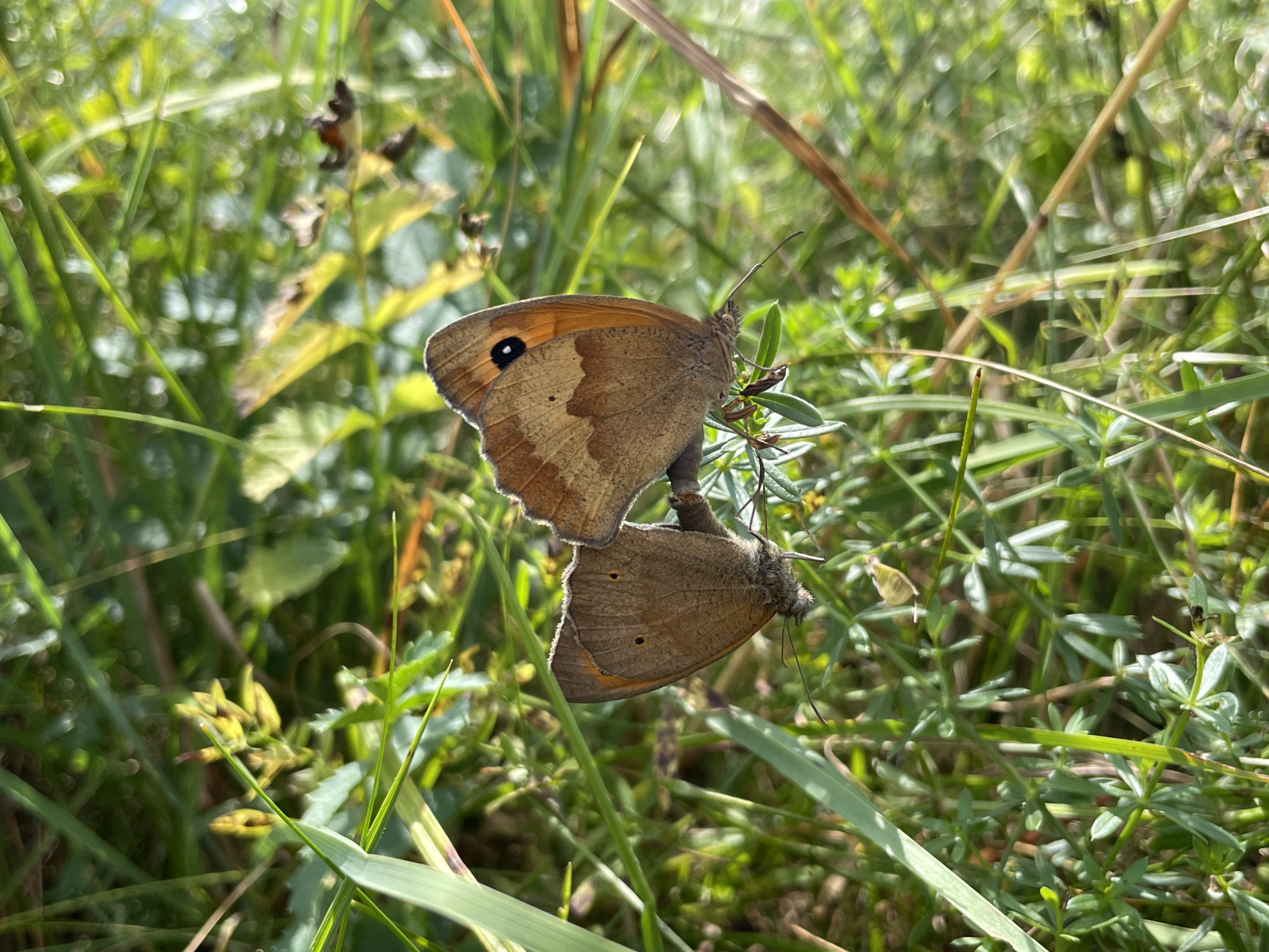 Preservar la biodiversidad observando mariposas.