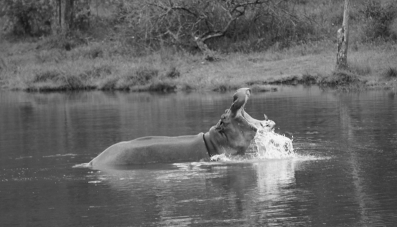 Immagine di un ippopotamo a bocca spalancata in acqua